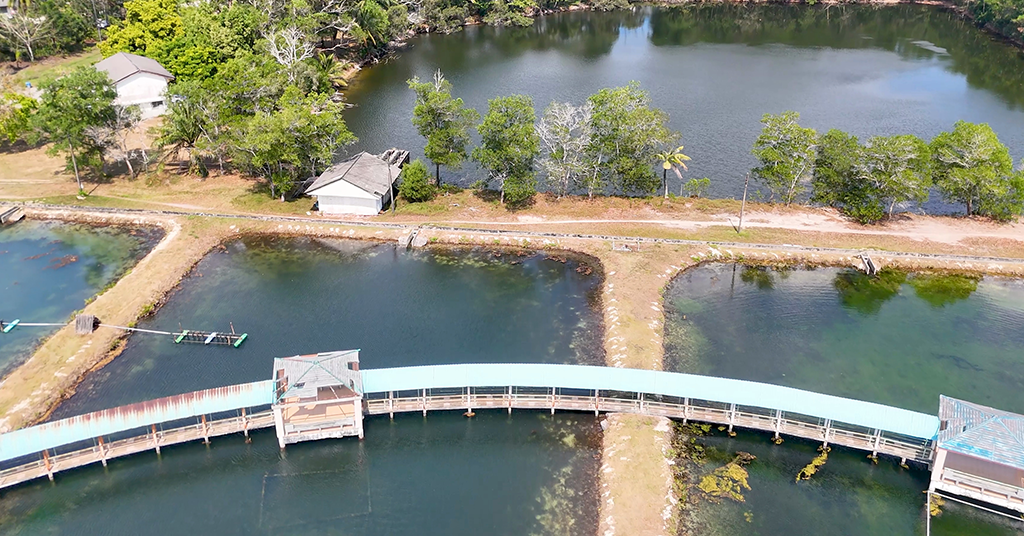 Nano Bubbles for water quality in aquaculture & fish farming